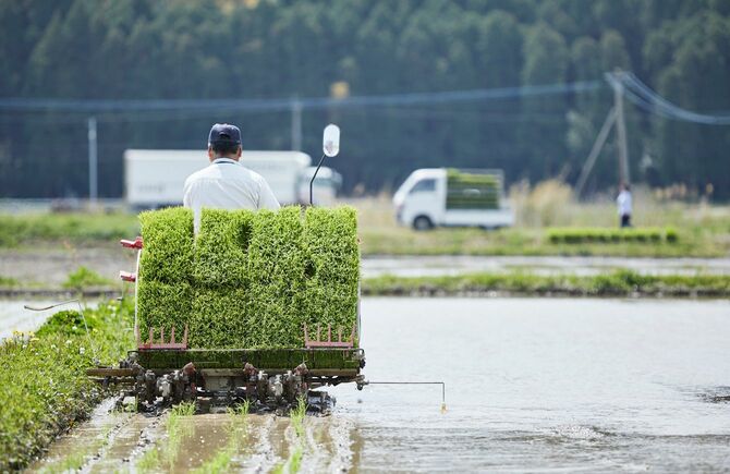 田植えの季節の宮崎の田んぼ