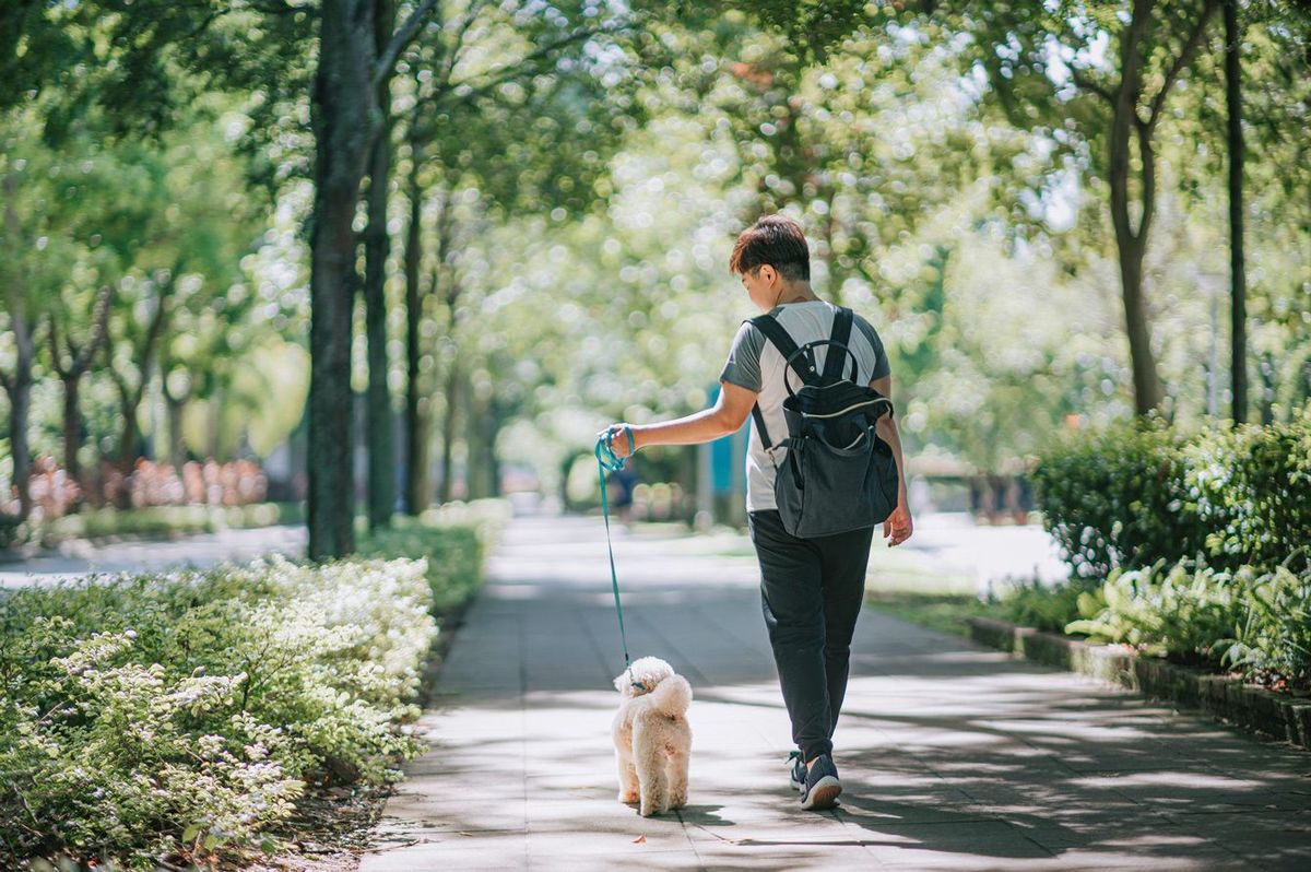 公園を犬と散歩する女性