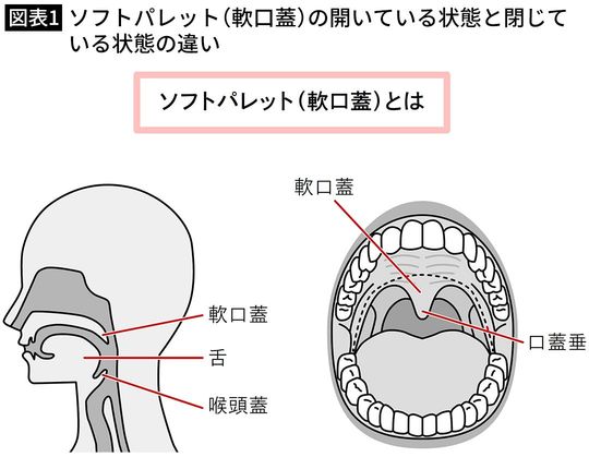 【図表1】ソフトパレット（軟口蓋）の開いている状態と閉じている状態の違い