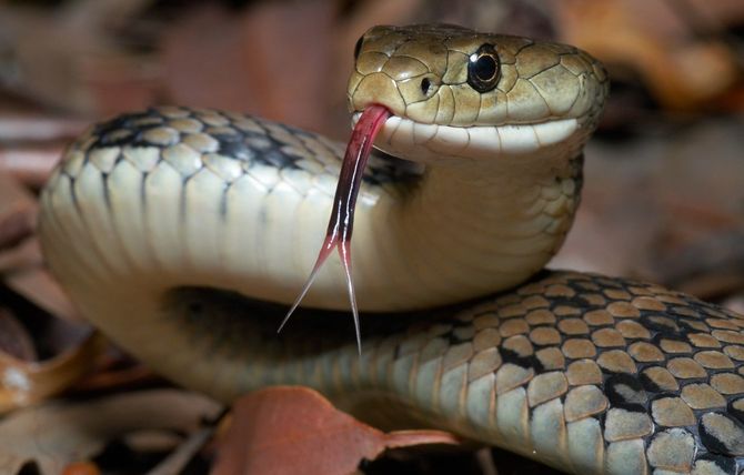 フォーク状の舌を出している、猛毒をもつ蛇