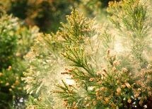 花粉症予測を「600万カ所」で出せるワケ