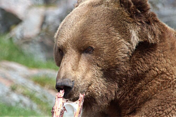 肉を食べるクマ