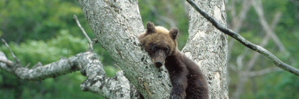 ｢ウーンウーンウーンと苦しげな呻きが｣熊撃ち名人を襲った手負いヒグマの恐怖…死闘のあと老人が語ったこと