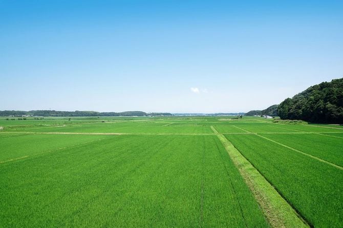 一面に広がる田園
