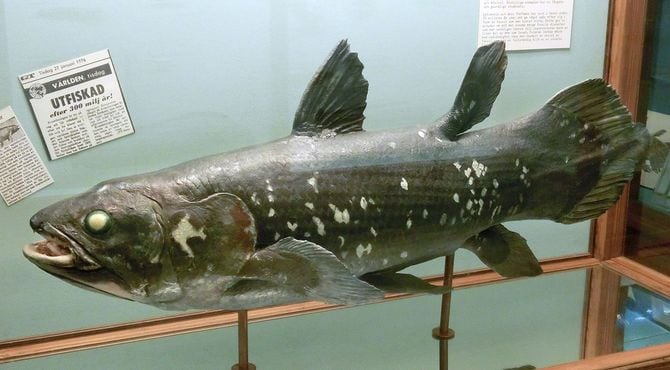 ヨーテボリ自然史博物館のシーラカンス模型