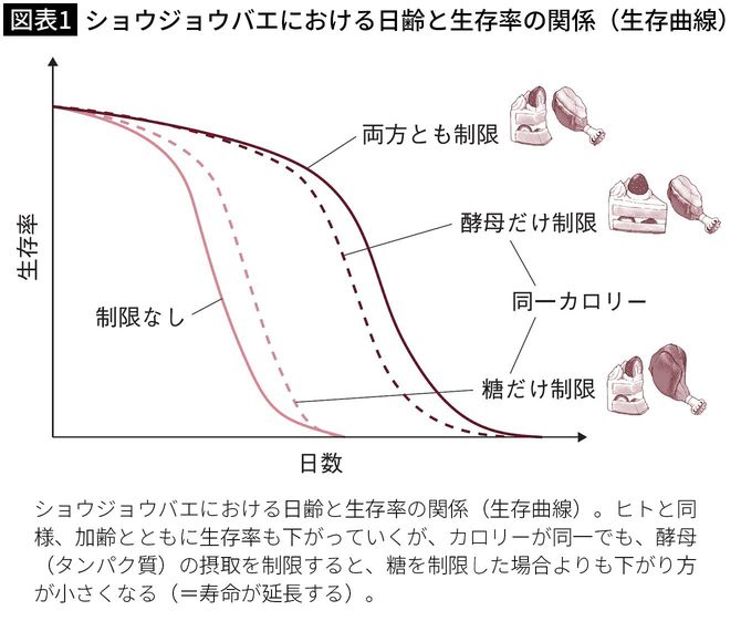 【図表1】ショウジョウバエにおける日齢と生存率の関係（生存曲線）