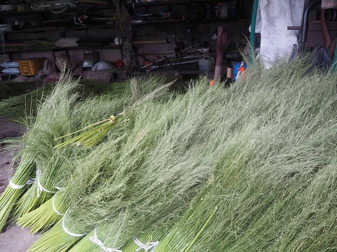 選別を終えたホウキモロコシ