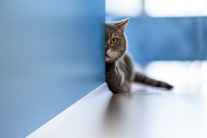 壁の後ろから片目で見る猫