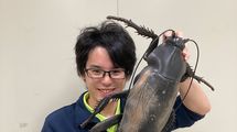 1匹いたら100匹いる､人めがけて飛ぶ､死ぬ直前に卵を産む…ゴキブリを愛する男が､都市伝説の誤解を解く