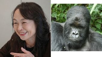 ゴリラは｢若いメス｣より｢あざとい熟女｣がモテる…屈強なオスがハーレムに加えたがる｢交尾相手の意外な条件｣