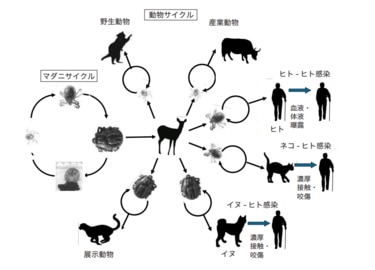 クマ被害｣より死者を出している…｢初期症状はただの風邪｣日本人の命を