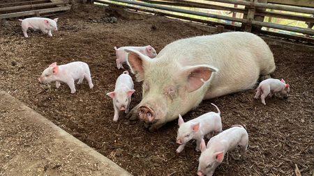 世界中のトウモロコシが中国豚に食べ尽くされる｣未曾有の