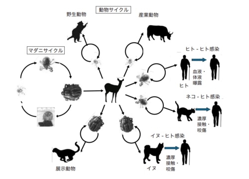 ウイルスの自然界での感染環とヒトへの感染経路