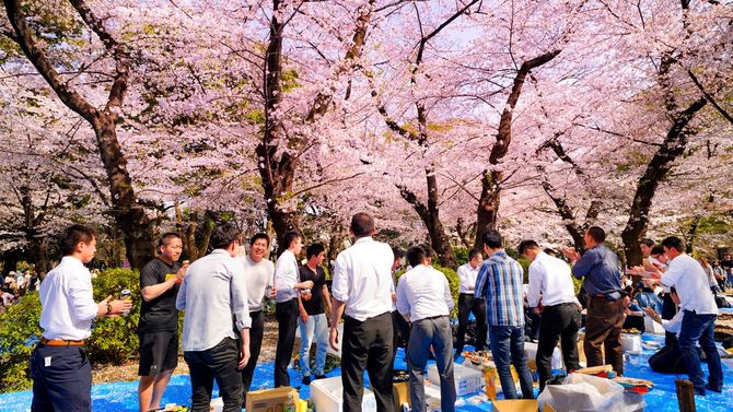 桜が満開の上野公園で花見をする会社の同僚たち（2018年3月29日）