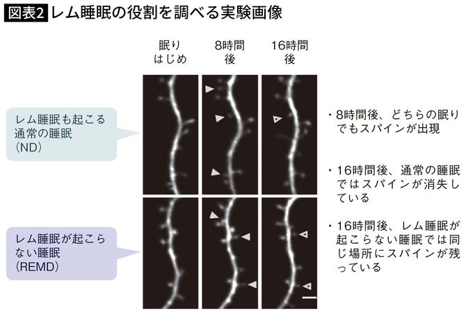 【図表】レム睡眠の役割を調べる実験画像