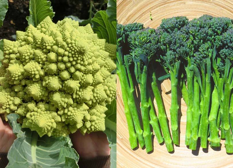 オクラ を漢字で書けますか 野菜の豆知識4 President Online プレジデントオンライン