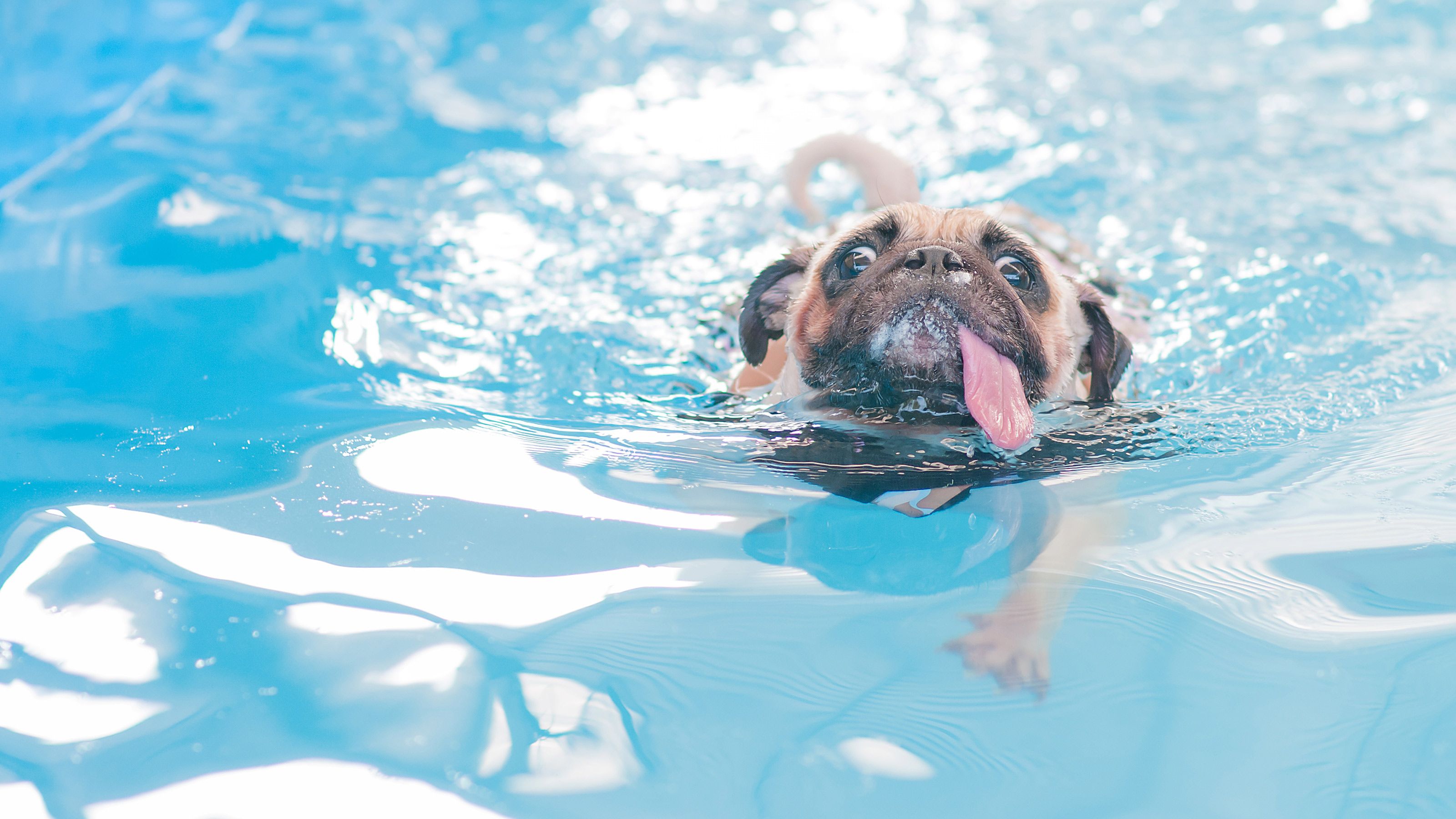 なぜ日本では 溺れる犬を棒で叩く という冷血人間が大量発生するのか コロナ禍でバレた 自粛バカ の民度 President Online プレジデントオンライン