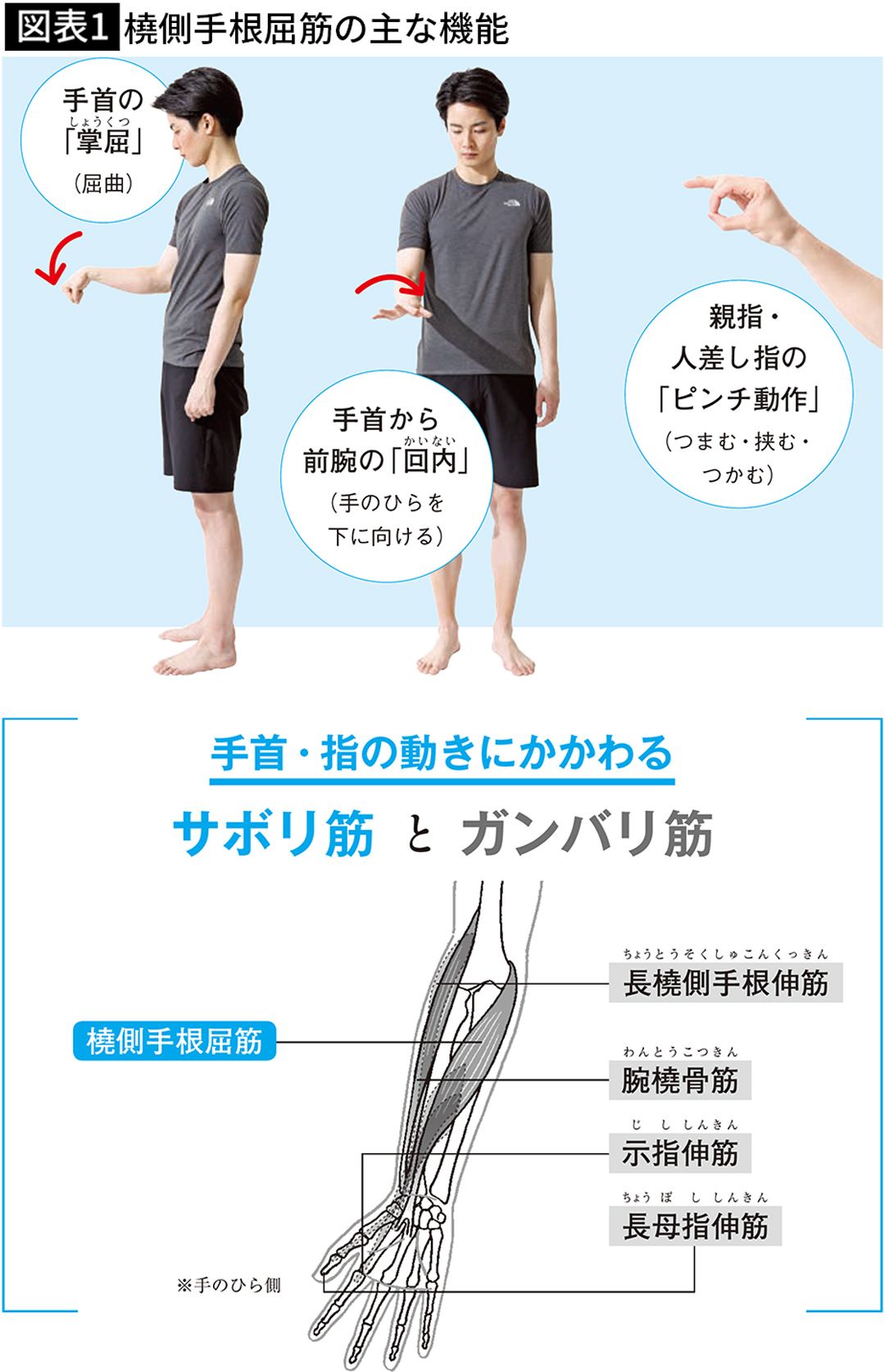 【図表1】橈側手根屈筋の主な機能
