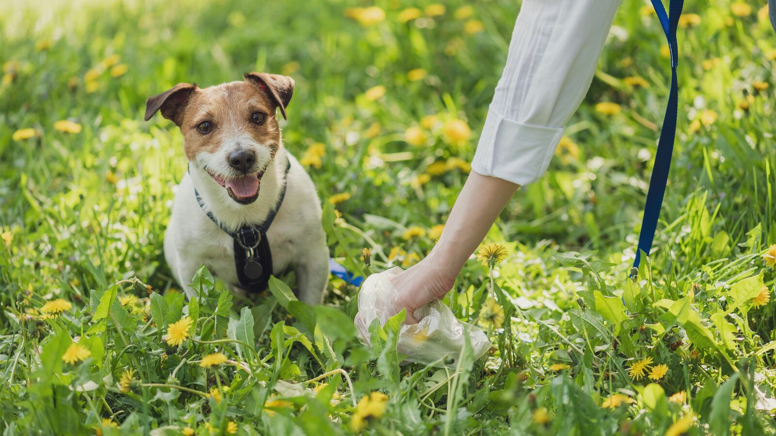 ｢犬のフンを持ち帰らない飼い主の写真を張り出す｣はアウト…家の前の"フン害"に絶対やってはいけない対応 飼い主をさらす行為は名誉毀損罪にあたりうる