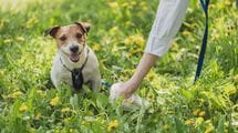 ｢犬のフンを持ち帰らない飼い主の写真を張り出す｣はアウト…家の前の"フン害"に絶対やってはいけない対応