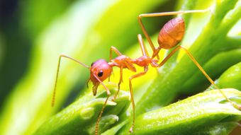 ｢ヒアリ｣に刺される日本人が続出する可能性大