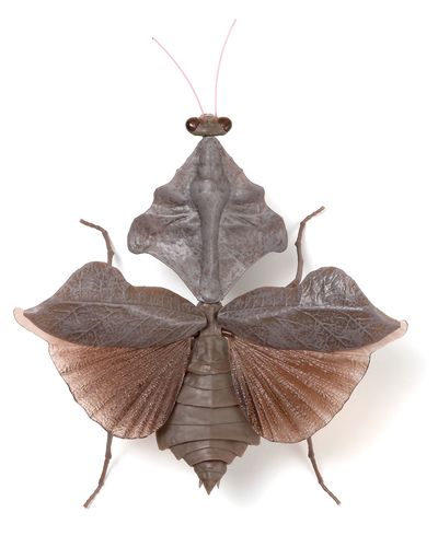 『いきもの大図鑑』シリーズのヒシムネカレハカマキリ