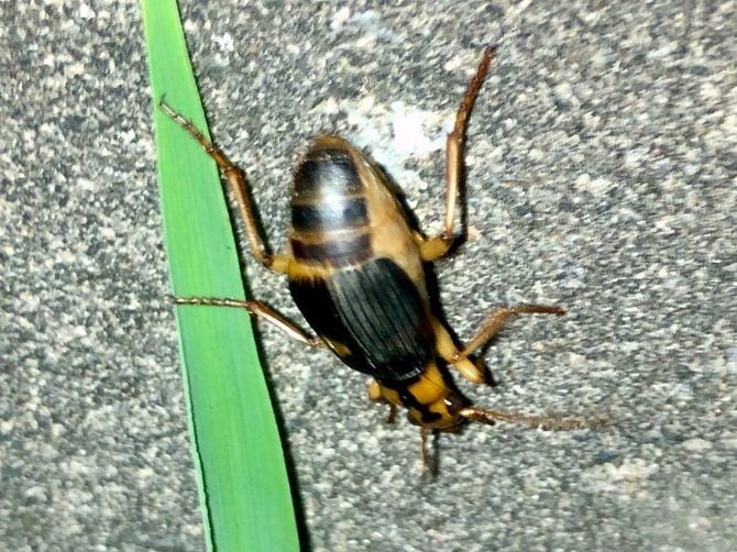 ミイデラゴミムシ（写真＝KKPCW／CC-BY-SA-4.0／Wikipedia）