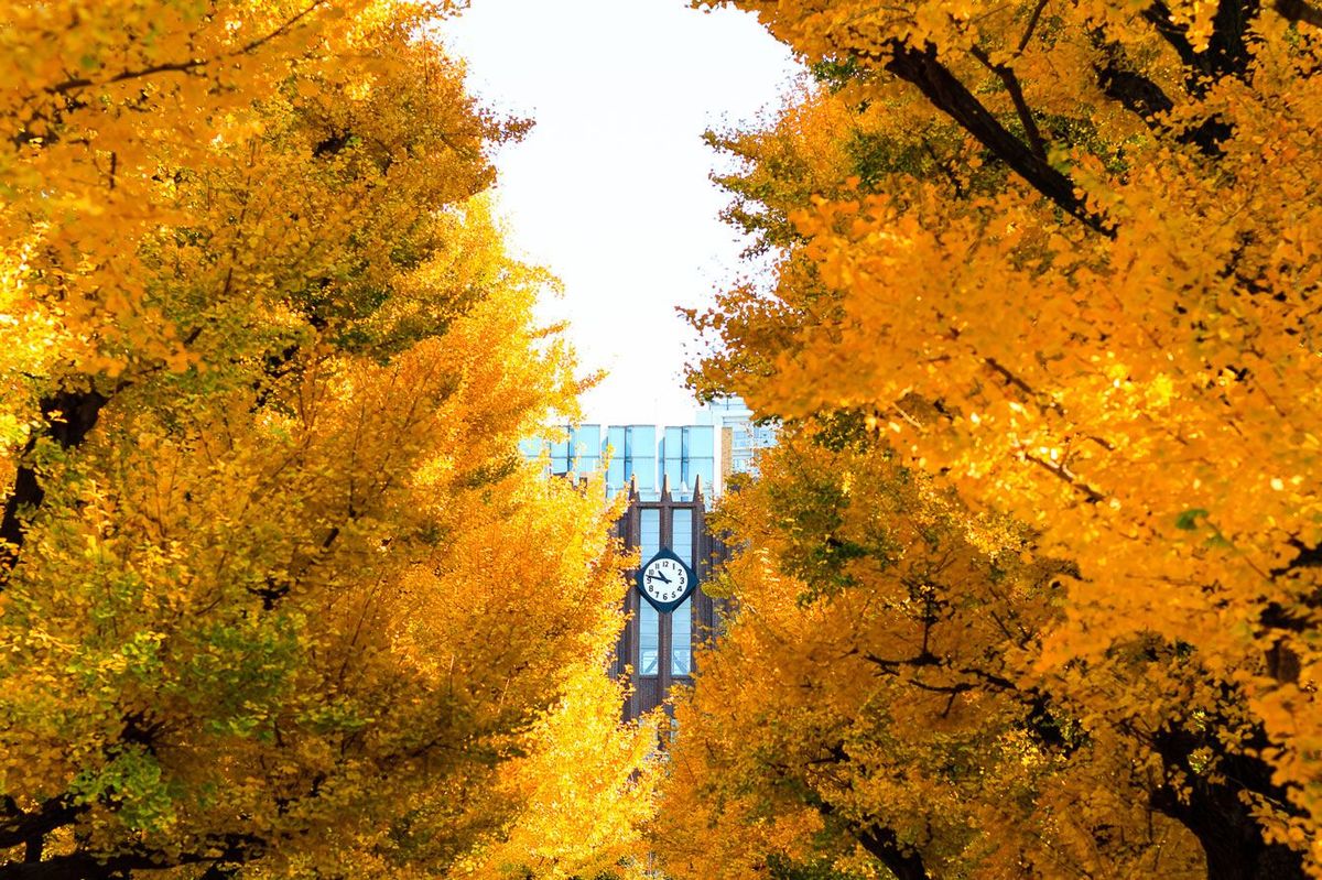 本郷キャンパスにある黄イチョウの葉の向こうには東京大学の安田講堂