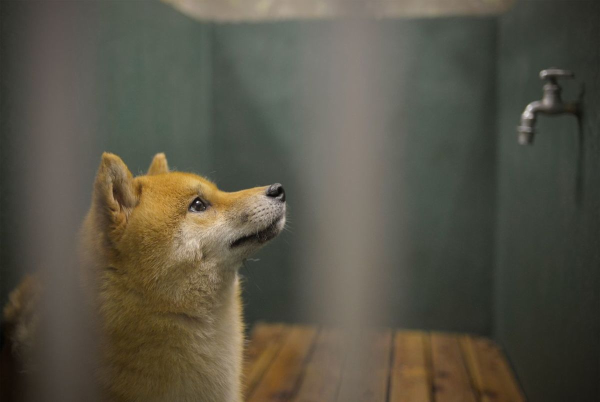 神奈川県動物愛護センターに収容された柴犬