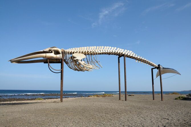 スペインのカナリア諸島のうちの、フエルテベントゥラ島のビーチに置かれたクジラの骨格