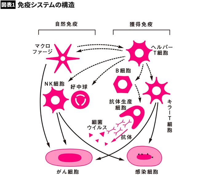 【図表】免疫システムの構造