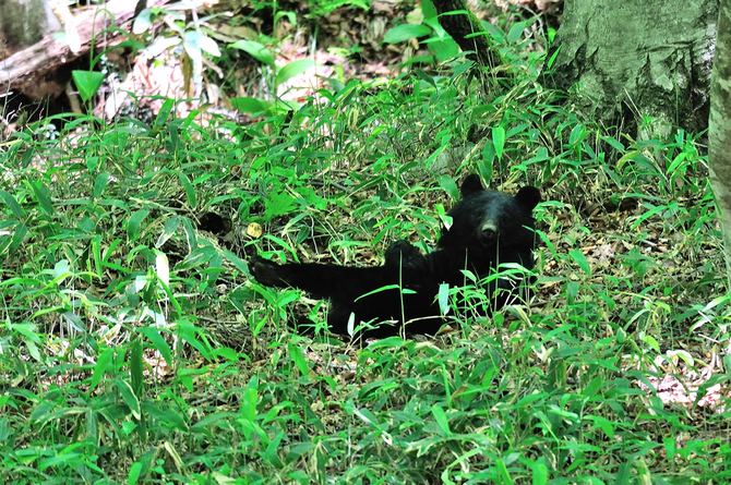 クロスズメバチを食べ終えて手踊りを始める