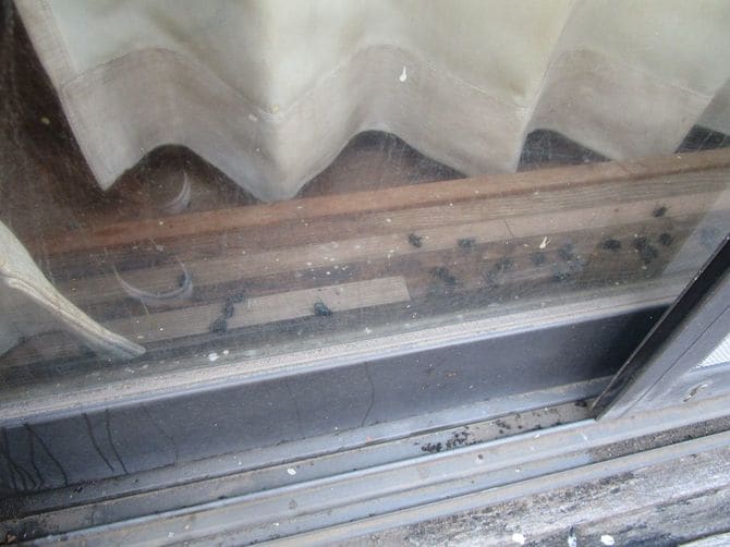 窓ガラス越しからも大量のハエの死骸が見えていた。