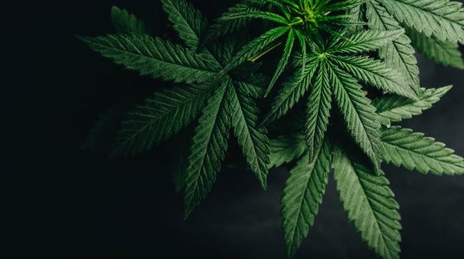 大麻の葉