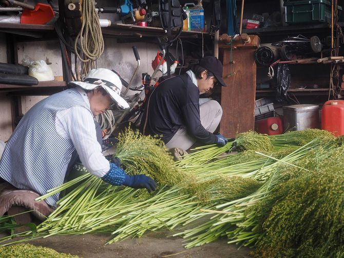 脱穀を終えたホウキモロコシを大きさや縮れ具合で選別していく