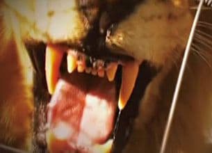 ライオン3頭が高校生襲撃、なぜ助かった