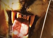 ライオン3頭が高校生襲撃、なぜ助かった