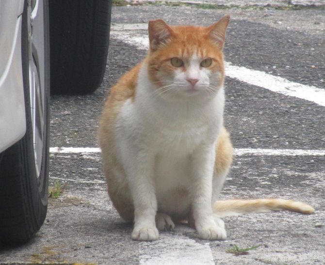 奄美大島で見かけた耳先をカットされた猫。