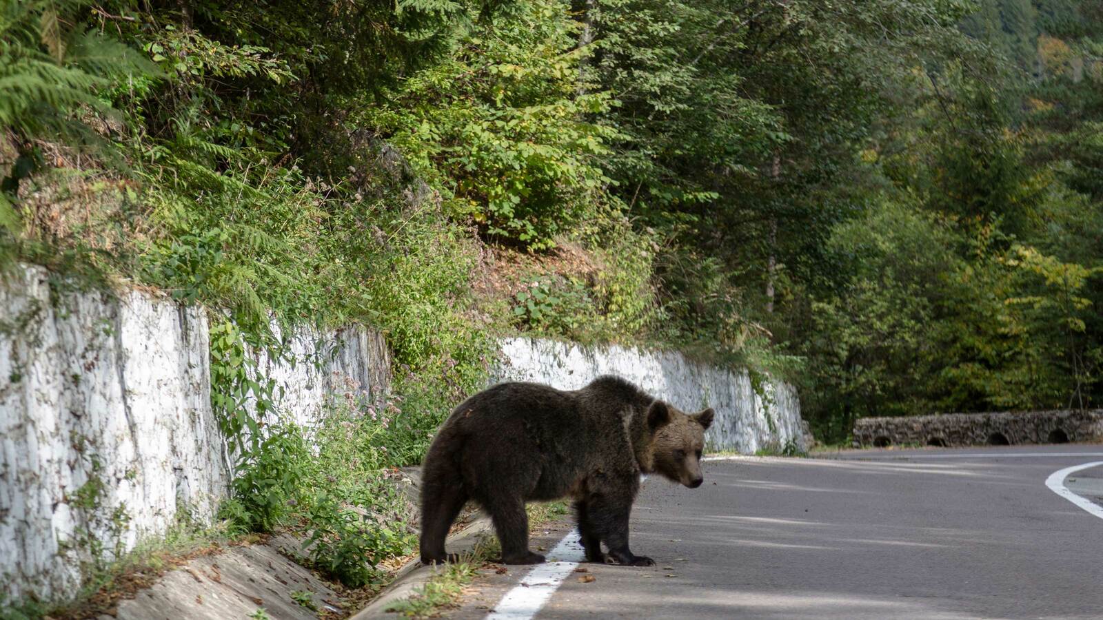 クマは｢明らかに顔を狙って攻撃｣｢骨もボロボロ｣と医師たちが証言　｢命に別状はない｣の実態 緊急手術を行って､即時再建できる病院に搬送することが大切