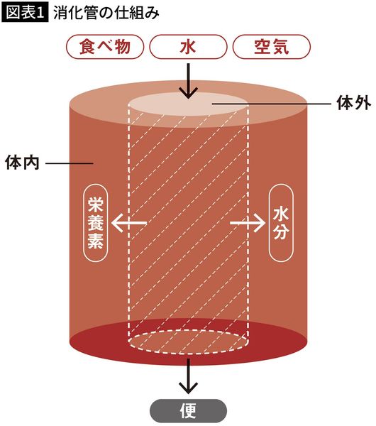 【図表1】消化管の仕組み