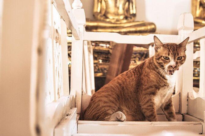 あくびをしている寺院のネコ