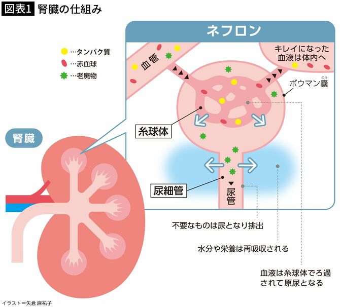 【図表1】腎臓の仕組み