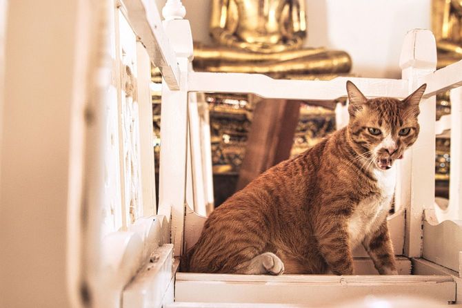 あくびをしている寺院のネコ