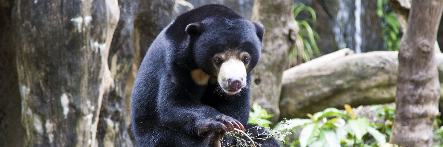 コカイン大量摂取でハイになったクマが凶暴化…血まみれの惨劇に隠れた｢本当に理不尽｣な事実とは 映画『コカイン･ベア』