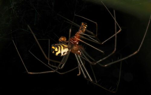 【写真8】アシナガサラグモの交尾（出典＝『カラー版 クモの世界　糸をあやつる8本脚の狩人』）