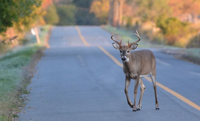 道路上の鹿