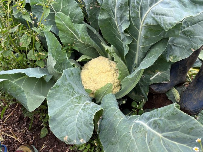 出荷間近のカリフラワー