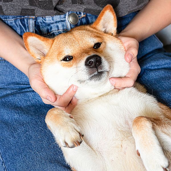 犬は主人に対して忠誠心を持つ は間違い 科学的研究でわかった犬が本当に考えていること あくまで動物であり 常に本能で動いている President Online プレジデントオンライン