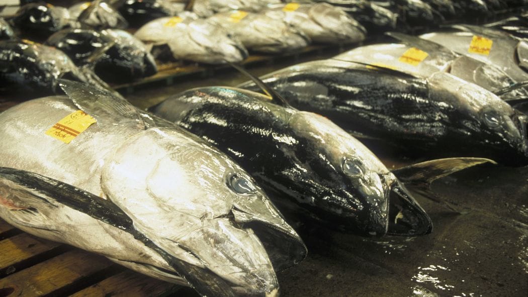 最高値｢5億円マグロ｣に浮かれている場合ではない…｢大間産｣ブランドを失墜させた特大スキャンダルのツケ