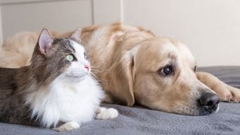 ｢猫と犬のどっちが賢いか｣の意外な結論…猫が｢驚きの記憶力を発揮する分野｣と｢すぐ忘れる肝心な要素｣